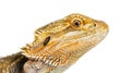 Close up of Bearded Dragon, Pogona vitticeps