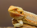 Close up of a bearded lizard,