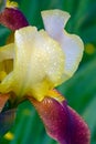 Close up Bearded multicolored yellow and maroon iris flower in drops of dew