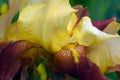 Close up Bearded multicolored yellow and maroon iris flower in drops of dew