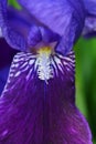 Close-up of a bearded purple iris Royalty Free Stock Photo