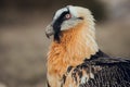 Close up bearded vulture portrait of rare mountain bird