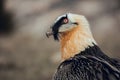 Close up bearded vulture portrait of rare mountain bird