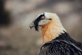 Close up bearded vulture portrait of rare mountain bird