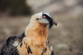 Close up bearded vulture portrait of rare mountain bird