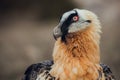 Close up bearded vulture portrait of rare mountain bird