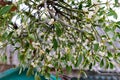 Branch of mistletoe or viscum with white fruits.