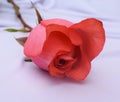 Close up a beatiful pink rose white background Royalty Free Stock Photo