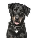 Close-up of Beauceron panting, 16 months old Royalty Free Stock Photo