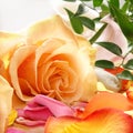 A close-up of beauitful orange flowers