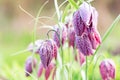 Close up of Beautifil Purple Fritillaria meleagris flowers growing in garden. Royalty Free Stock Photo