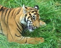 Close up of a beautiful adolescent sumatran tiger laying on fresh green grass Royalty Free Stock Photo