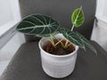Close-up of a beautiful Alocasia houseplant with blurred background
