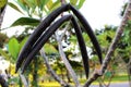 Close up beautiful Amazing Plumeria spp.frangipani black color of fruit on green leaf background Royalty Free Stock Photo