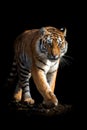 Close up face tiger isolated on black background Royalty Free Stock Photo