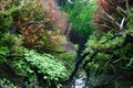 Beautiful aquarium planted fish tanks