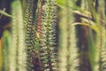 Close up Beautiful aquatic plants in garden pond