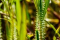 Close up Beautiful aquatic plants in garden pond