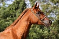 Close-up beautiful arabian horse head on natural background Royalty Free Stock Photo