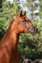 Close-up beautiful arabian horse head on natural background Royalty Free Stock Photo