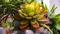 Close-up of beautiful artificial succulent agave plant in florarium, home interior