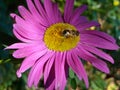 bright pink aster flower whith isect close up