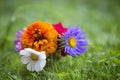 Close-up of beautiful autumn bright multicolored field flowers composition among green grass in transparent glass vase outdoors on Royalty Free Stock Photo