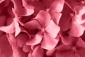 Close up of beautiful background Of Hydrangea Royalty Free Stock Photo