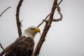 Close-up of a beautiful Bald Eagle looking for prey Royalty Free Stock Photo