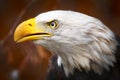 Close up of a beautiful bald eagle Royalty Free Stock Photo
