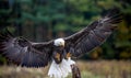 Close up of a beautiful bald eagle Royalty Free Stock Photo