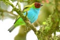 Bay-headed Tanager Tangara gyrola