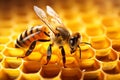 Close up of a beautiful bee collecting nectar on a honeycomb in warm and bright natural light