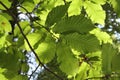 Close up of beautiful beech leaves in sunlight highlighted in forest Royalty Free Stock Photo