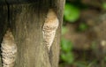 Close-up of beautiful beige porous tree fungus Daedalea quercina, commonly known as the oak mazegill