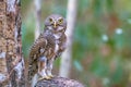 Close up beautiful bird Asian Barred Owlet standing on branch