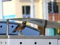 Close-up the beautiful bird. Royalty Free Stock Photo