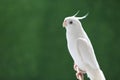 Close-up of Beautiful bird of cockatiel Nymphicus hollandicus on green background, Cacatuoidea