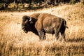 Close up of beautiful bison from Yellowstone
