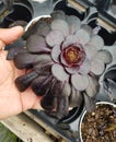 Close up of a beautiful black Aeonium Rose, a dark colored succulent