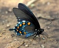 Pipevine Swallowtail Butterfly Close-up