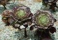 Close up of a beautiful black Aeonium Rose, a dark colored succulent