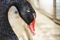 A close up of a beautiful black swan