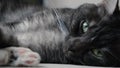 Close-up of beautiful black and white cat looking at camera. Concept. Home black and white cat cute lies and looks at