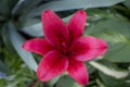 Close up of a beautiful blooming Asiatic Lily Red County, Asiatic Lily Blacklis Royalty Free Stock Photo