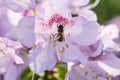 Close-up beautiful blooming azalea rhododendron bush with lilac purple blossom an a honey bee Royalty Free Stock Photo