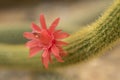 Close-up of a beautiful blooming desert cactus flower Royalty Free Stock Photo