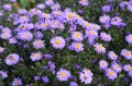 A close-up on a beautiful blooming dwarf pink alpine aster with daisy-shaped flowers forming a low clump or hedge in autumn