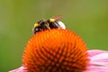 Close up of a beautiful flower and bee