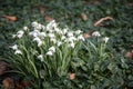 Clump of snowdrops in woodland setting Royalty Free Stock Photo